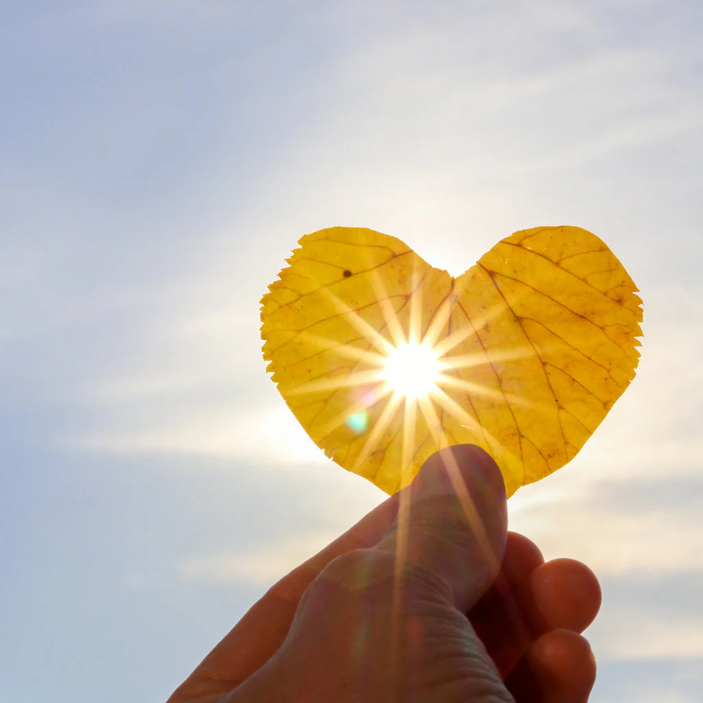 Hand Holding a Leaf Up to the Sun