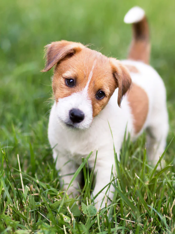 Housebreaking Your Puppy
