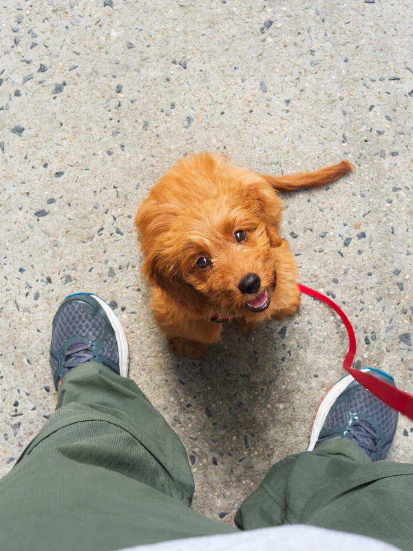 Successful Housebreaking Tips