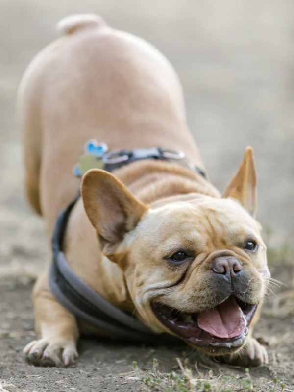 Puppy Body Language
