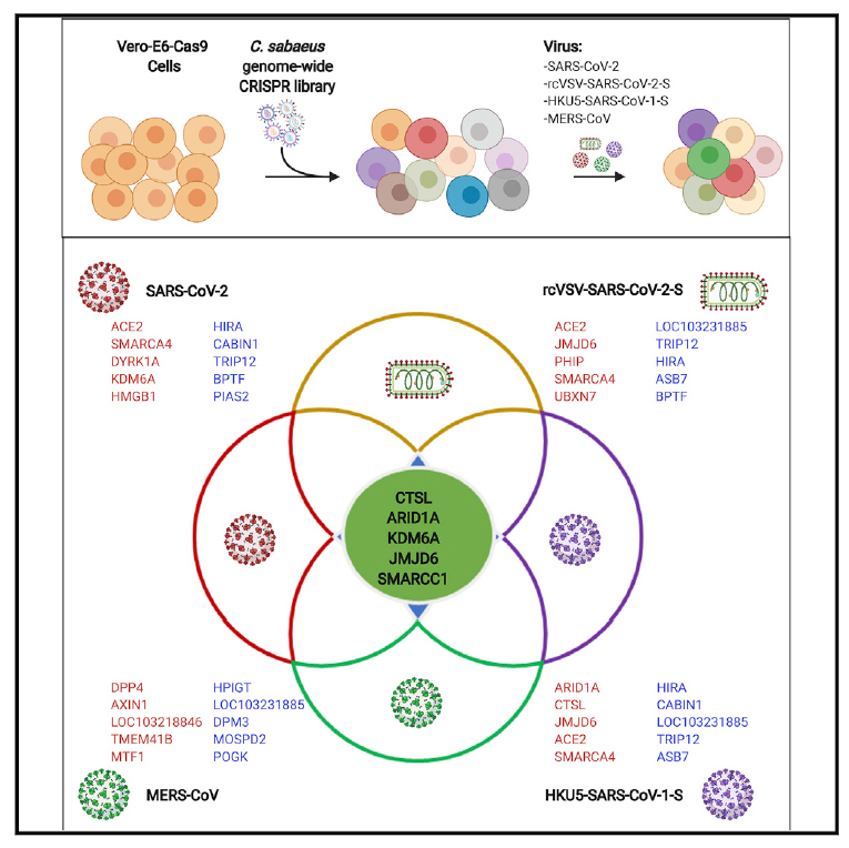 Antibodies Interchim ACE2 from ProSci published in Cell