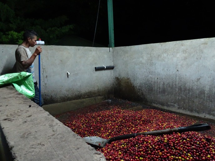 Diana Visits ElRecreo Mountain Bird Coffee