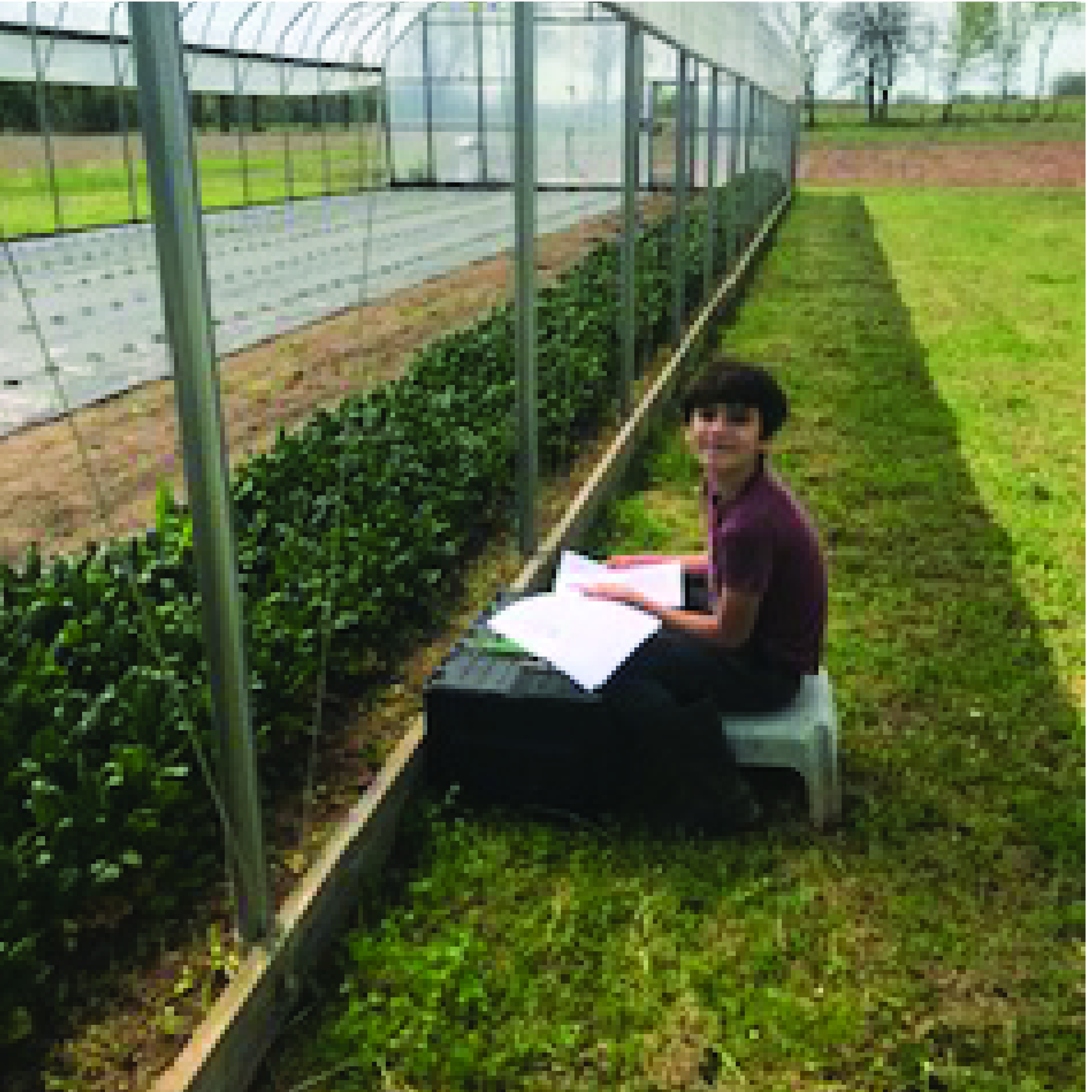 salad farm