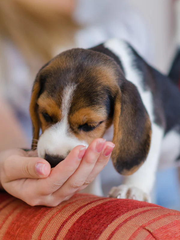 Puppy