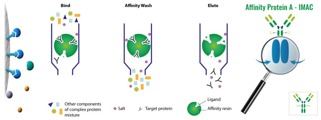 Analytical & Purification Techniques