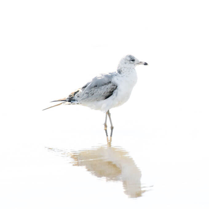 Seagull No 12 - Fine art print by Cattie Coyle Photography