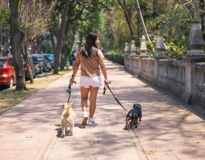 Walking dogs in shady spots to protect from the sun