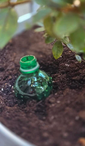 the green soda bottle has been inserted down in the dirt, leaving only the mouth of the bottle exposed at the top for a person to pour water in. The holes in the bottle will allow this to act as an irrigation tool.