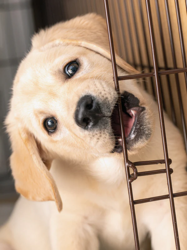 puppy teething