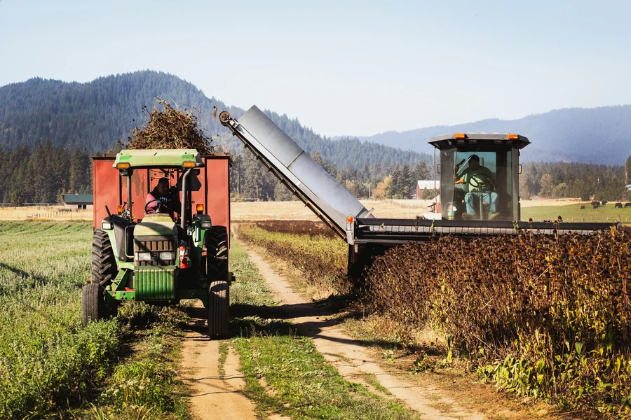 Two machines harvesting organic herbs in a field