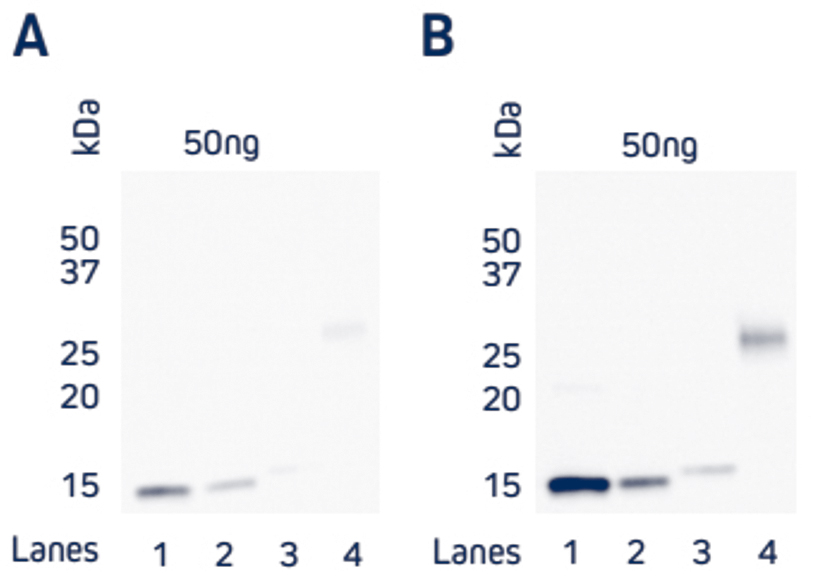 Comparison of direct and indirect Western blot detection of four recombinant His-Tagged proteins