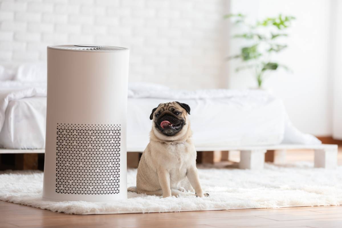 A pug sitting on a white rug next to an air purifier in a bright bedroom, illustrating the Health Benefits of Air Purifiers for Dogs