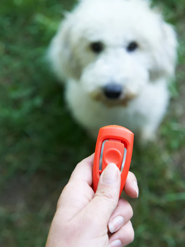 Clicker Training
