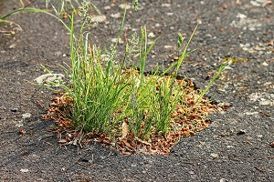 Potholes and car damage