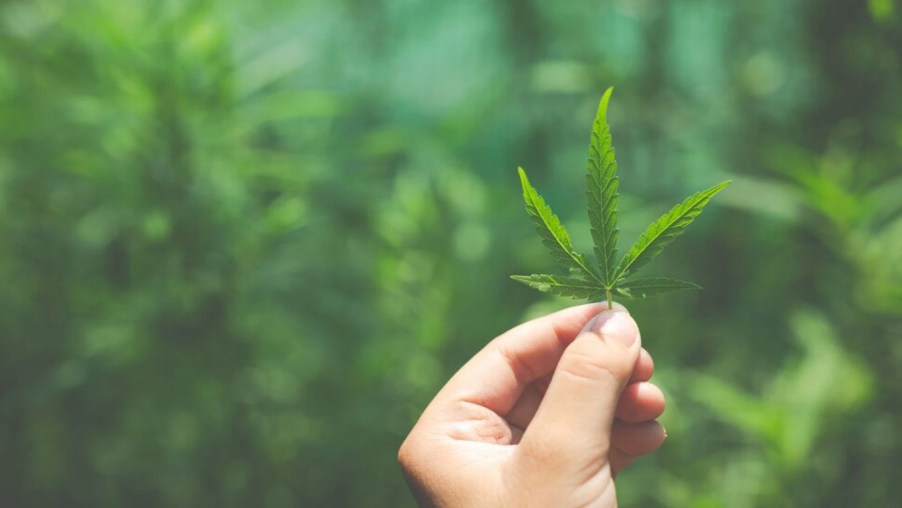 Synthetic CBD