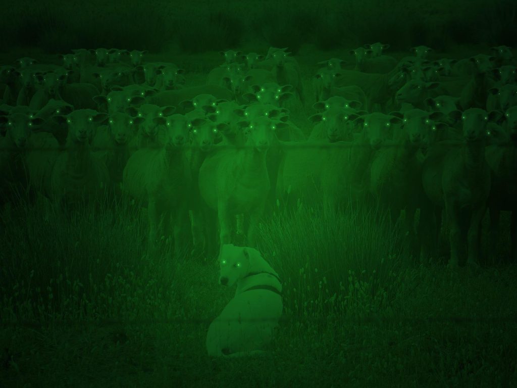 Starlight or low-light image