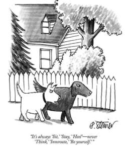 Dogs need mental stimulation