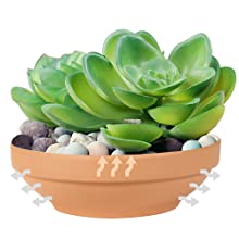 succulent pot 