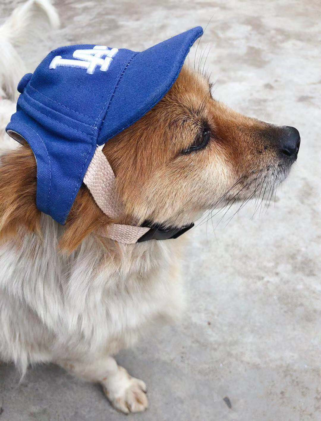 Factory supply Pet Baseball Hat Small and large size dog hats low price