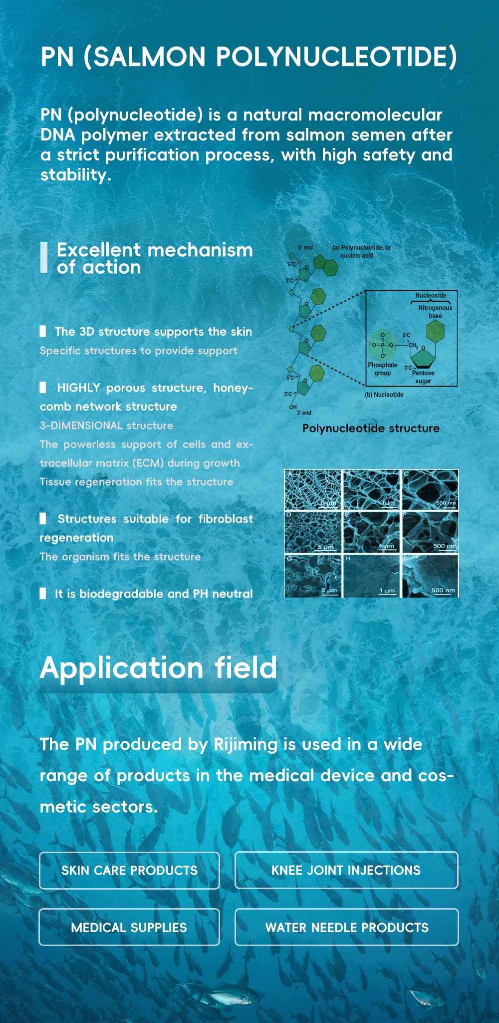 Purified Polynucleotides PN
