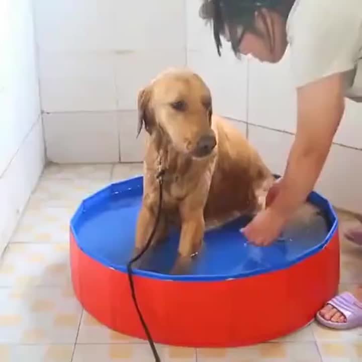 Pool Dog Lipat Besar Anjing PVC Kolam Renang_video