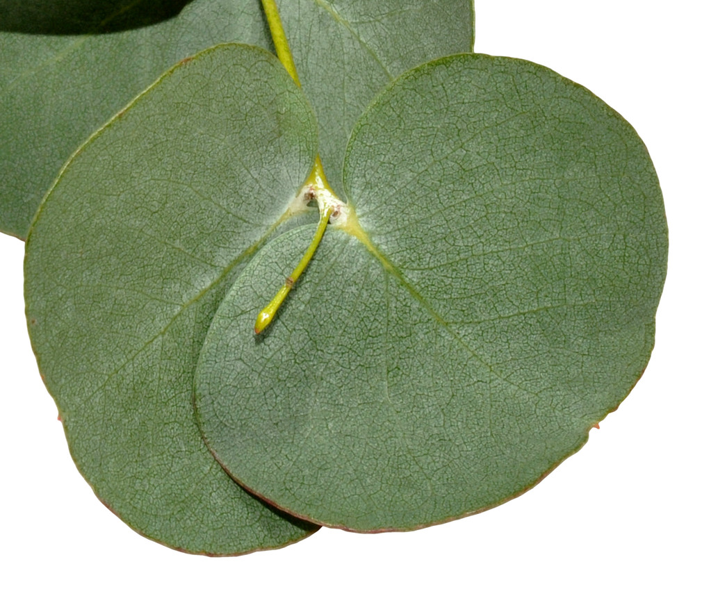 Eucalyptus Globulus Leaf Extract Powder (1)