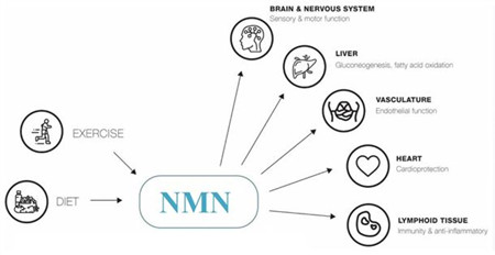 NMN powder price