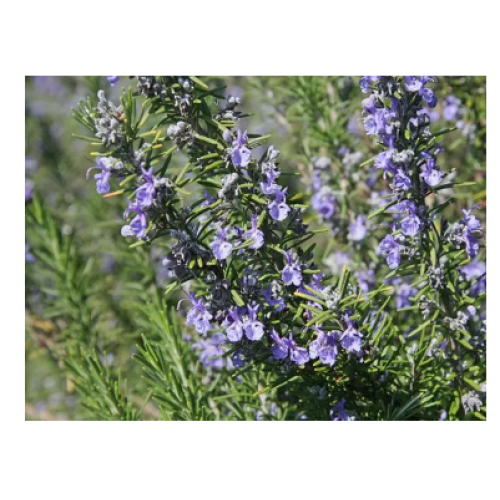 Research progress on the application of rosemary and its extracts in food preservation