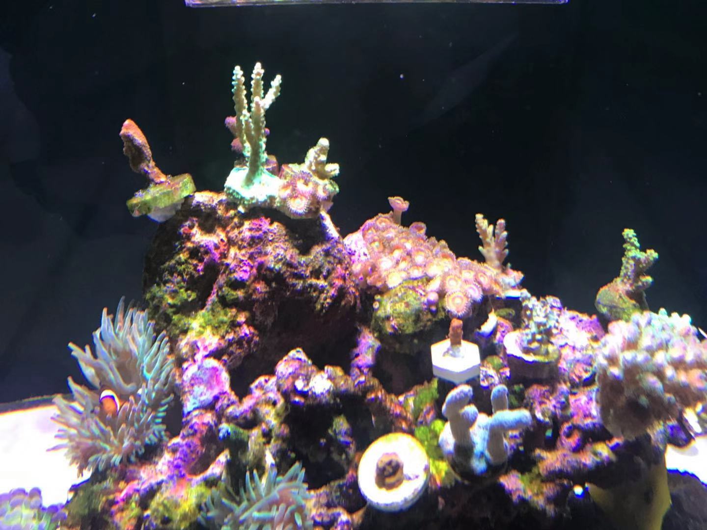 led aquarium coral reef light