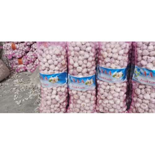 wholesale new crop white garlic