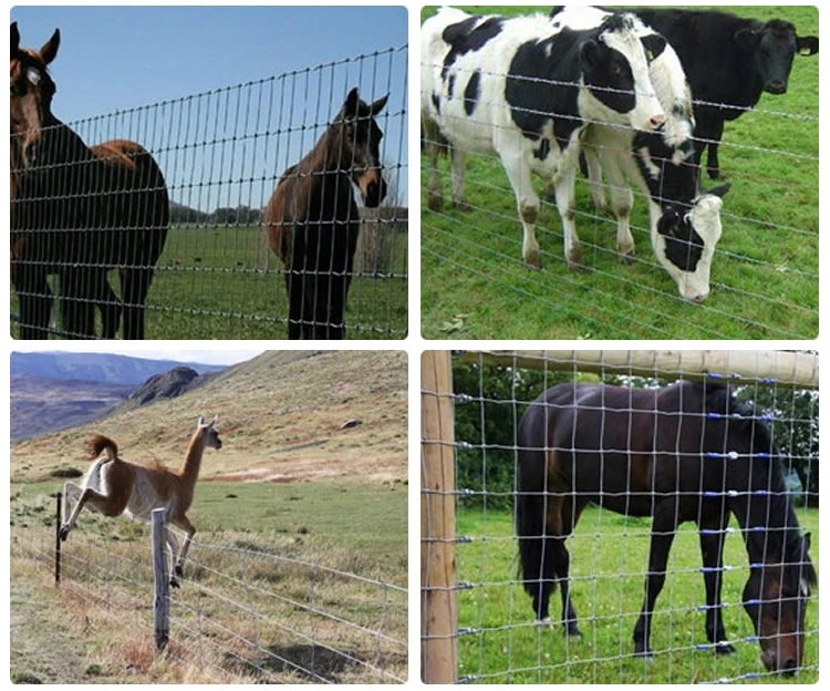 cattle fence 