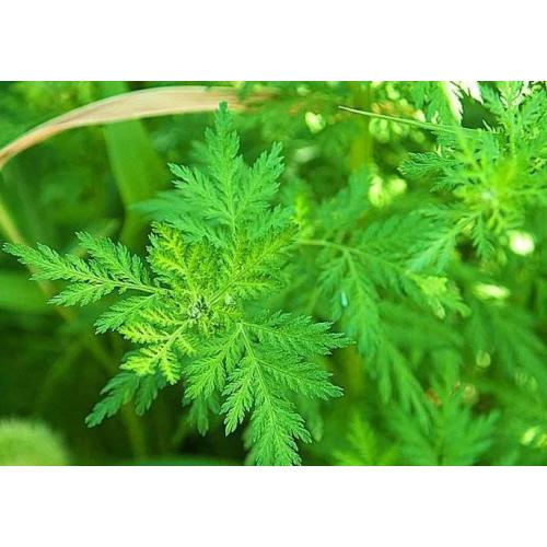 The Science Behind Artemisia Annua Extract and its Therapeutic Effects