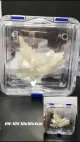 Assistir óptica laboratória membrana de dente transparente de plástico