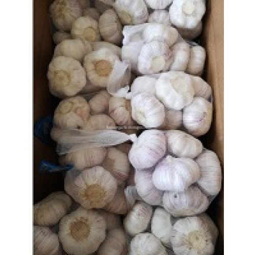 Normal white garlic 2019 Jinxiang