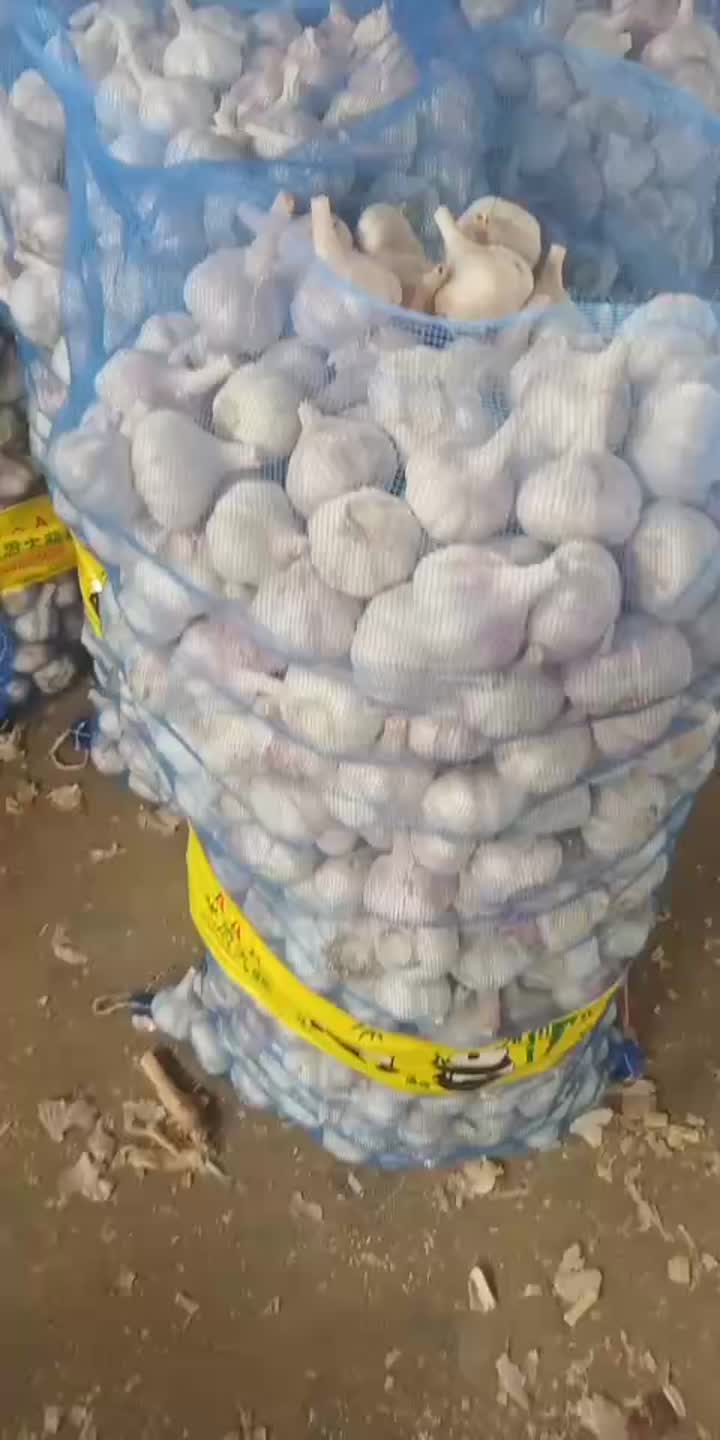 normaler weißer Knoblauch 20 kg Netzbeutel