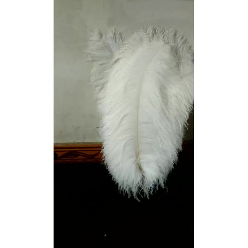 Wholesale Large Size White Ostrich Feather For Festive Clothing Design Decoration1