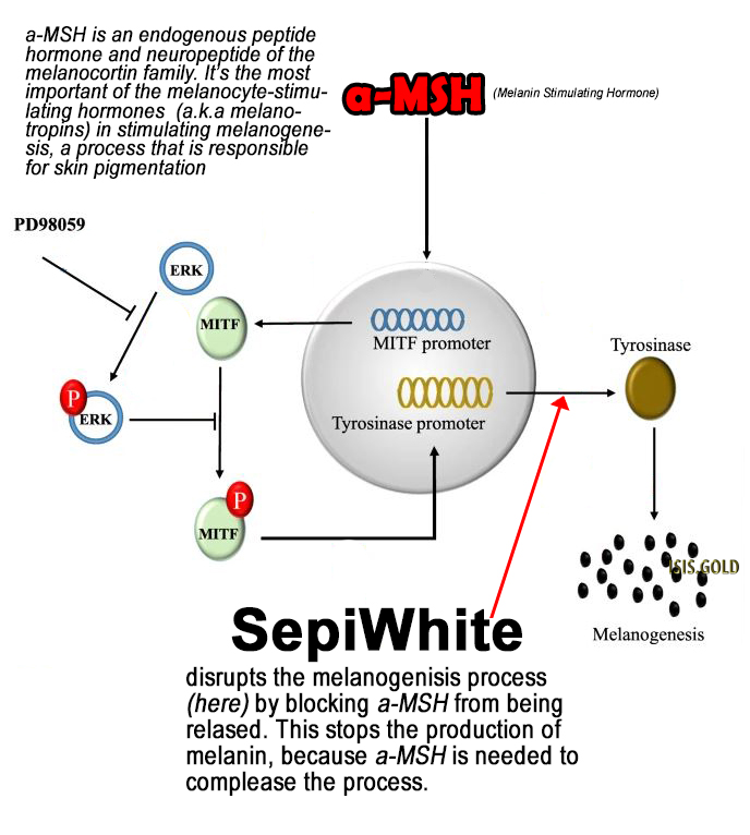 sepiwhite msh powder