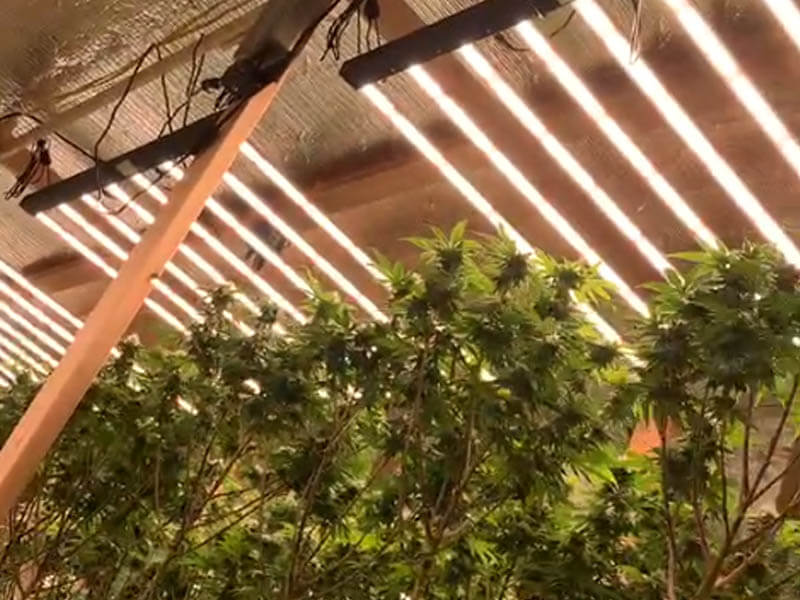 led grow light for marijuana cannabis