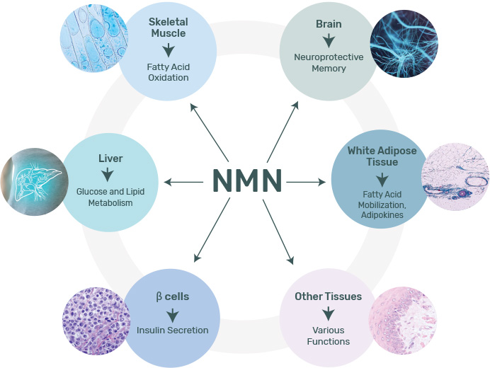 NMN powder bulk