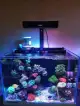 Volles Spektrum Aquarium LED Korallenriffleuchten 52W
