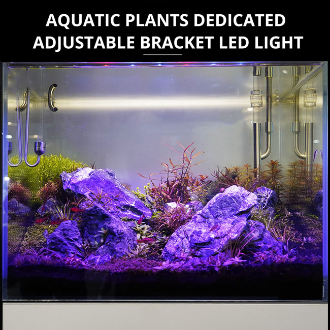 Is a Fish Tank Light Necessary?