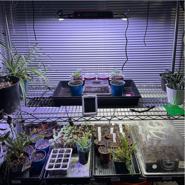 AGLEX LED Cultiva Luz para plantas de interior