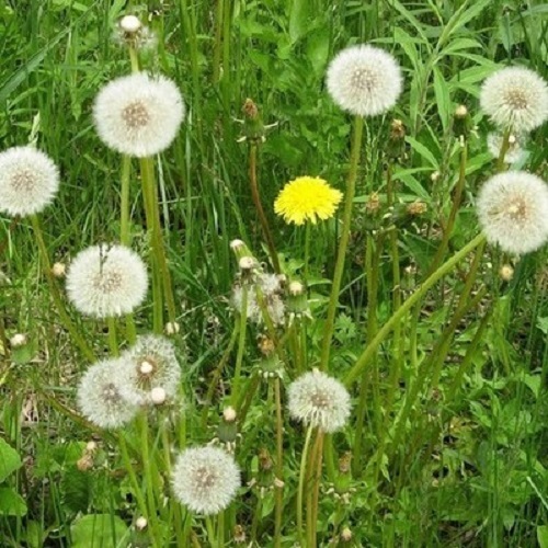 Boost Your Immune System with Dandelion Extract: The Ultimate Herbal Remedy