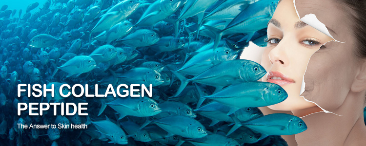 fish collagen peptide