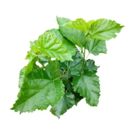 Functional characteristics and application of mulberry leaves with medicinal and edible homology