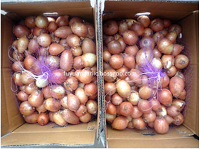 Fresh yellow onion with high quality for export