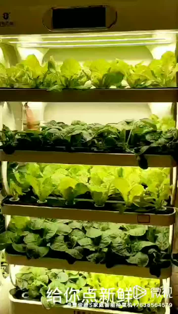 hydroponic system (3)