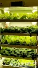 การเกษตร microgreen aquaponics hydroponic แนวตั้งในร่ม