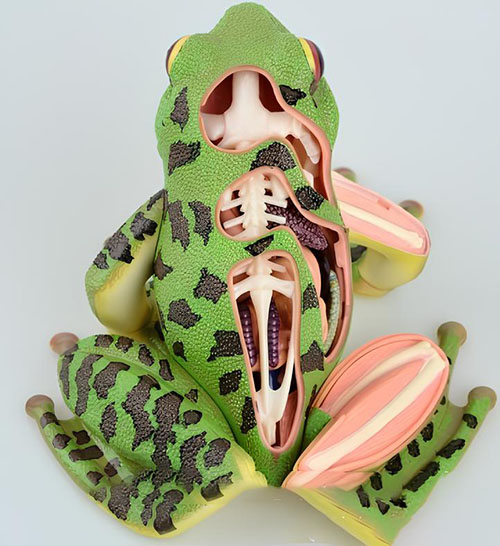 Frog anatomical model