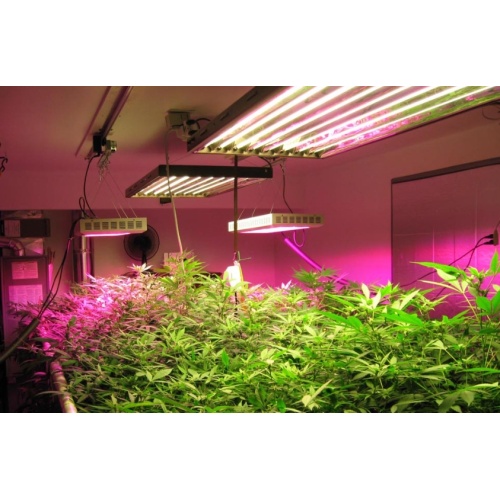 Eficiencia energética y ventajas de ahorro de energía de las luces de cultivo LED